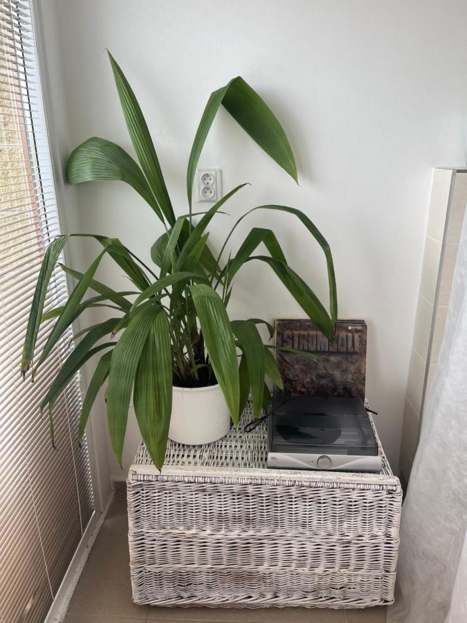 טורנוב Apartman Michaela מראה חיצוני תמונה